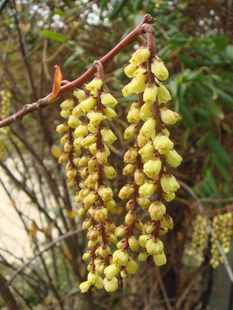 Stachyurus praecox fleur